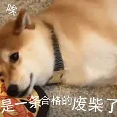 柴犬小Q来斗图