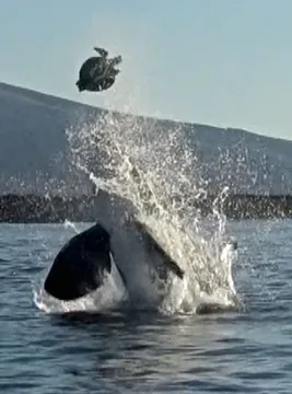 orca kills turtel