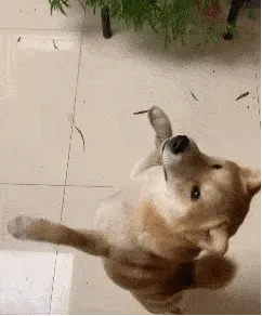 狗狗表情包动图 转圈圈