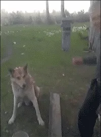 狗狗握手
