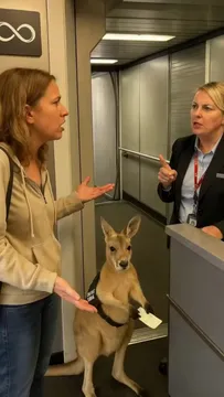 Emotional support kangaroo