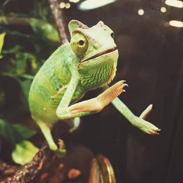 Slow Clap Chameleon