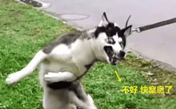 哈士奇与蘑菇头和熊猫人