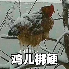 鸡优硬