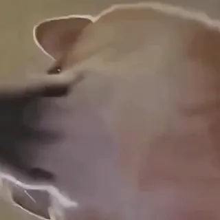 狗狗流鼻涕 GIF 动图表情包