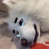 流泪吐血，狗狗
