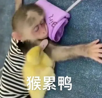 猴累鸭