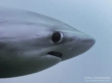 Awkward Shark
