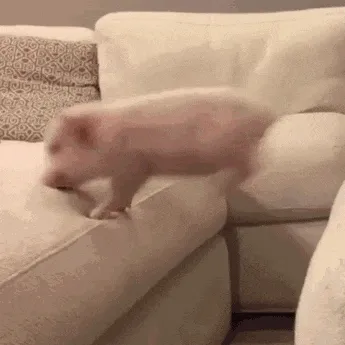 猪