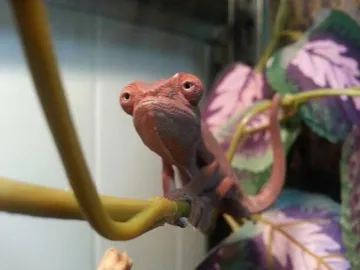 Grumpy Chameleon