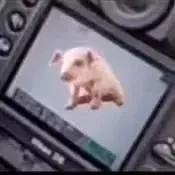 熊猫头拍照摔相机表情包