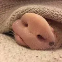 猪鼻子