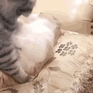 猫咪玩亲亲