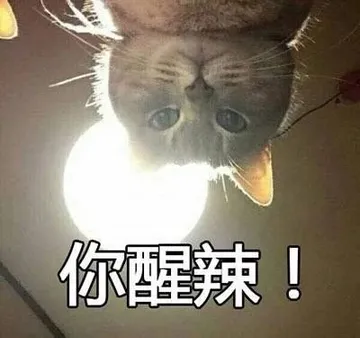 猫：你醒啦