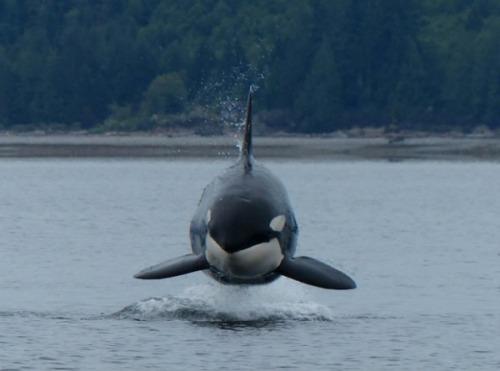 Wild Whale