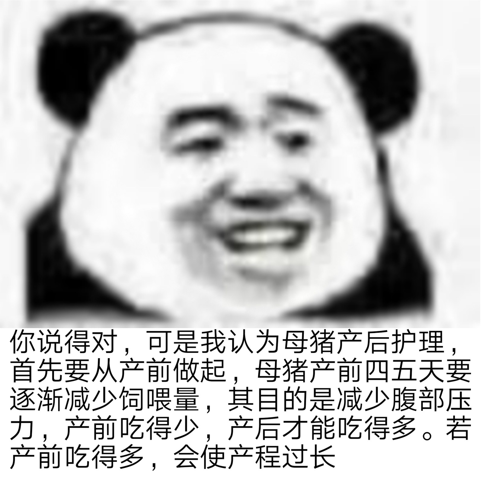 你说得对,可是我认为母猪产后护理首先要从产前做起,母猪产前四五天要逐渐减少饲喂量,其目的是减少腹部压力,产前吃得少,产后才能吃得多。若产前吃得多,会使产程过长