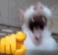 Cat Laughing