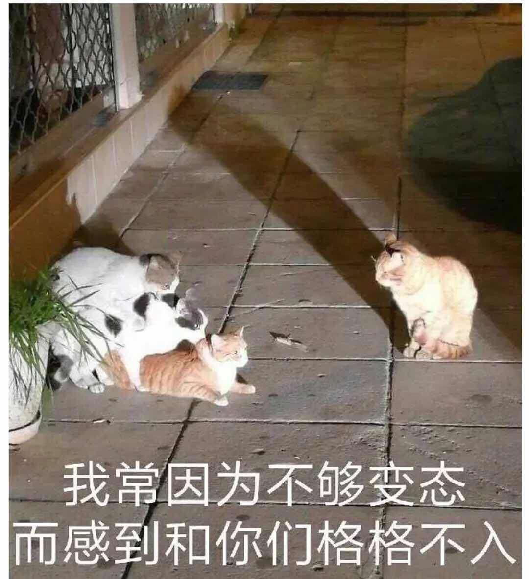我厂因为不够变态而感到和你们格格不入