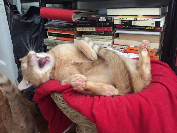 Cat Laughs