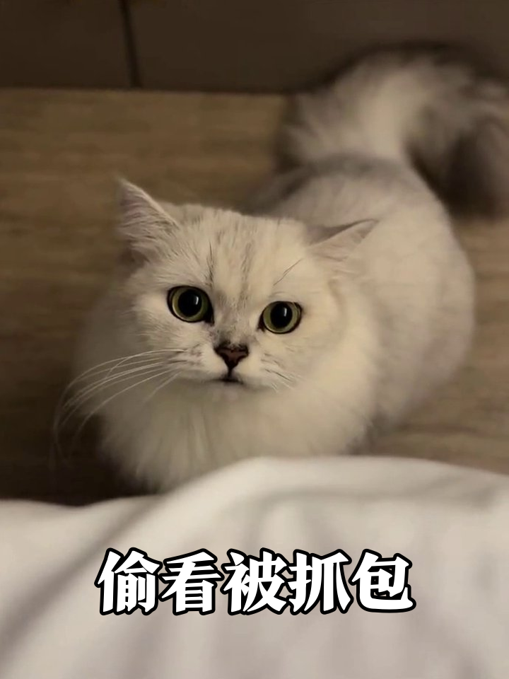 猫躲被子后当"偷窥狂",被抓包时瞳孔地震表情太心虚!