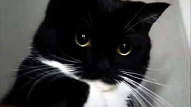奶牛猫表情包分享