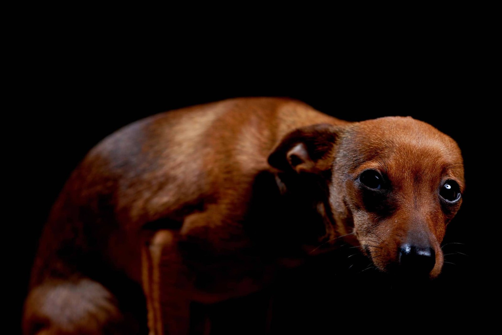 Submissive dog