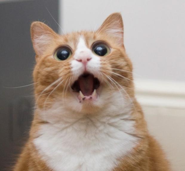 Shocked cat