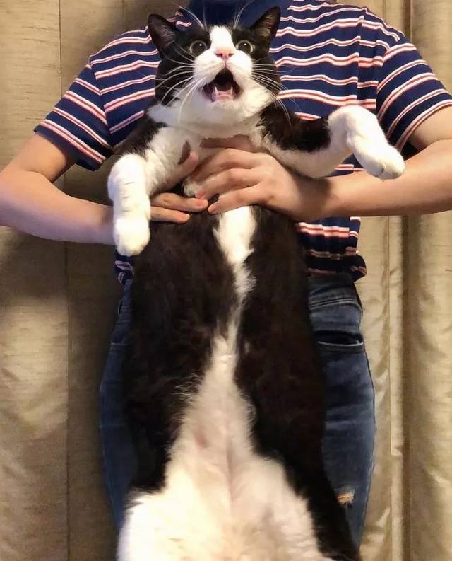 这只奶牛猫因为表情过于憨憨,火遍全网!