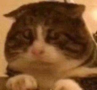 猫猫头表情包