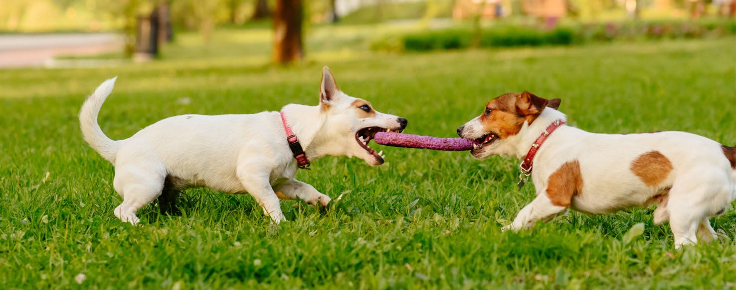 Tug of War