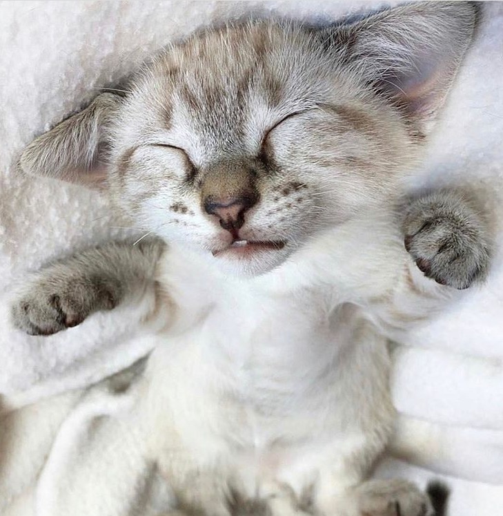 Meme cat sleeping