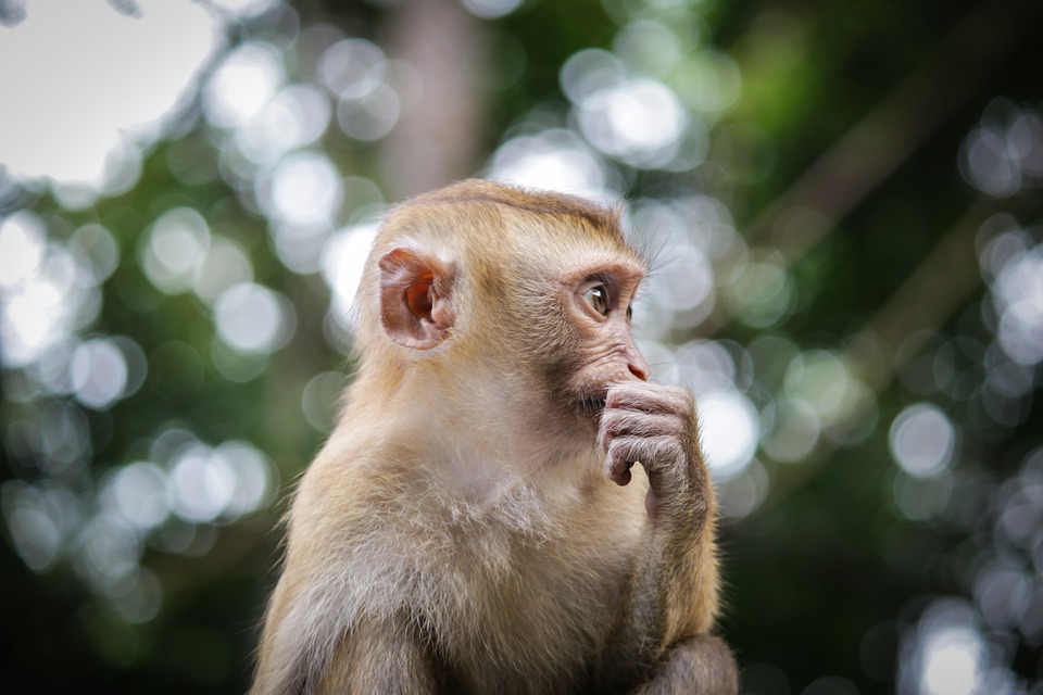 Monkey thinking