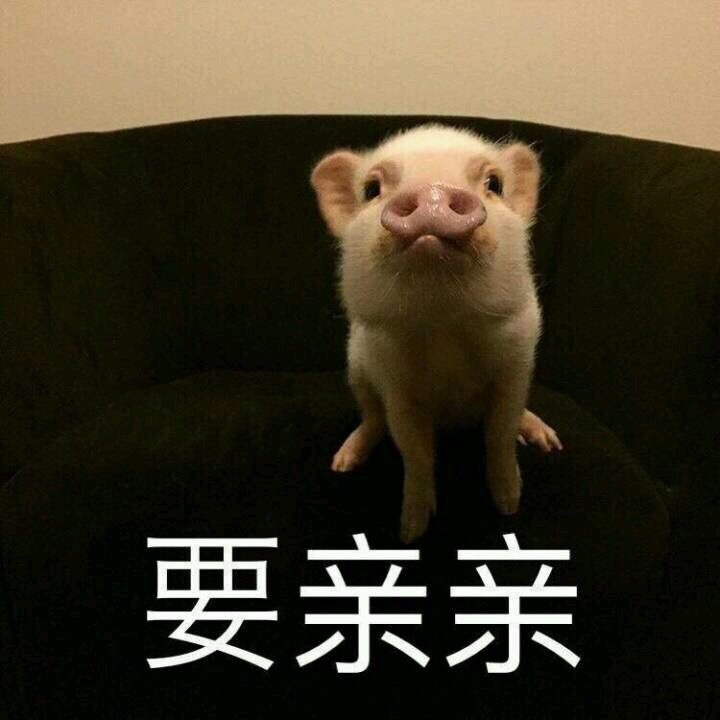 一波猪猪表情包 一起来吸猪吧